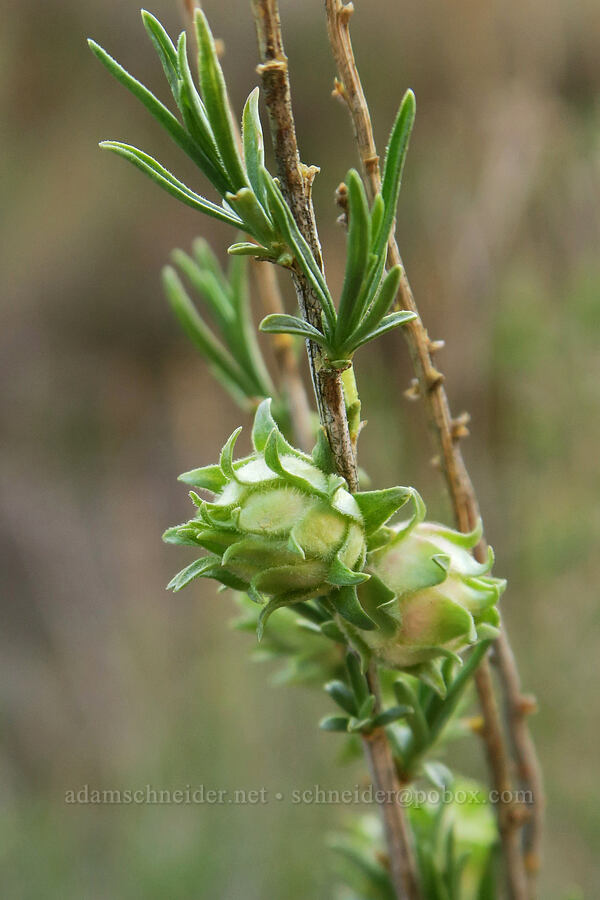 fruit fly gall on yellow rabbitbrush (Aciurina idahoensis, Chrysothamnus viscidiflorus (Ericameria viscidiflora)) [BLM Criterion Tract, Wasco County, Oregon]