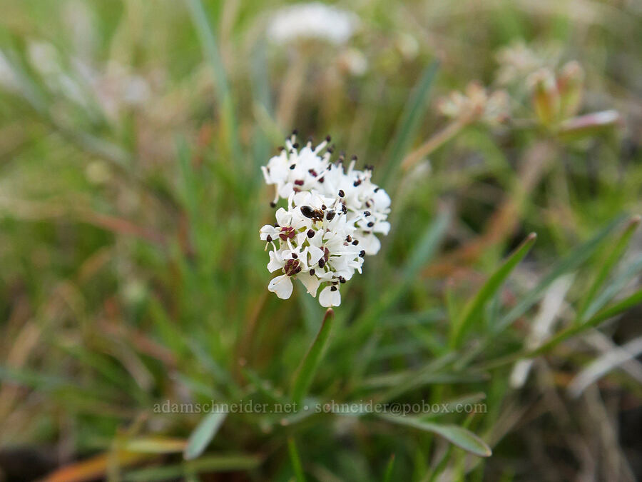 salt-and-pepper desert parsley (Lomatium sp.) [BLM Criterion Tract, Wasco County, Oregon]