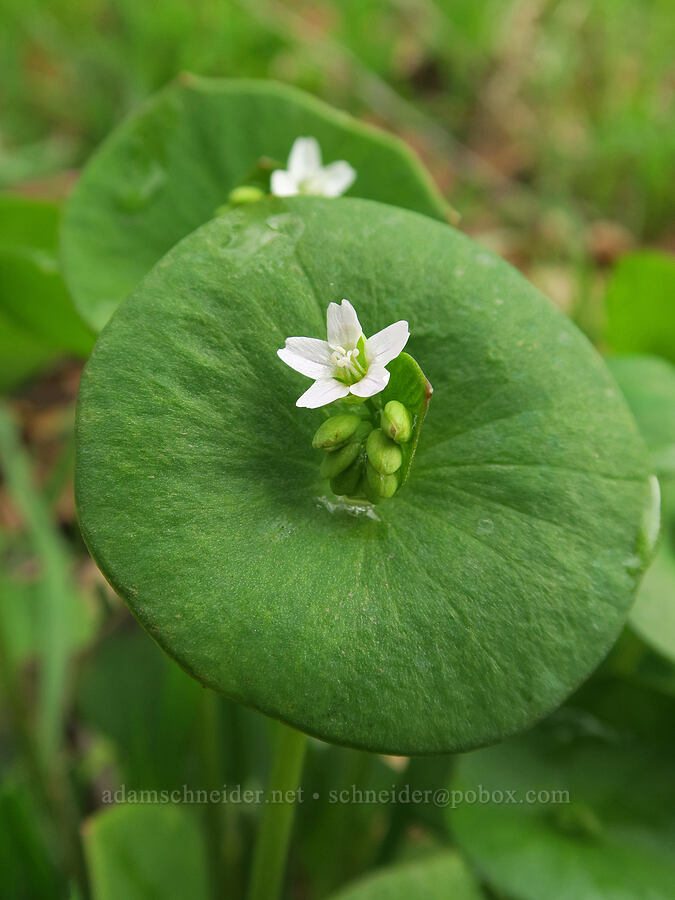 miner's lettuce (Claytonia perfoliata (Montia perfoliata)) [Lyle Cherry Orchard Trailhead, Klickitat County, Washington]