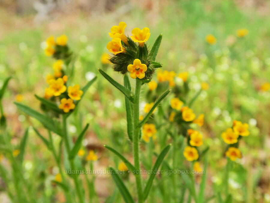 fiddleneck (Amsinckia menziesii) [Lyle Cherry Orchard Trailhead, Klickitat County, Washington]