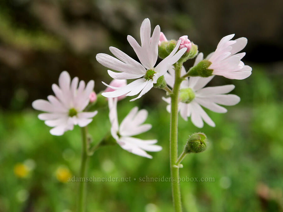 prairie stars (Lithophragma parviflorum) [Lyle Cherry Orchard Trail, Klickitat County, Washington]