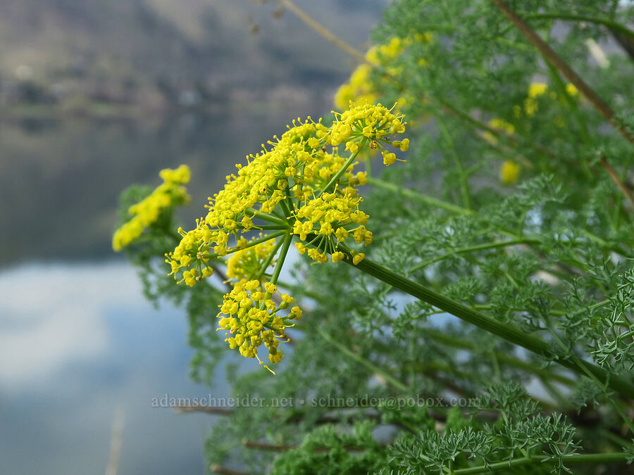 pungent desert parsley (Lomatium papilioniferum (Lomatium grayi)) [Lyle Convict Road, Klickitat County, Washington]