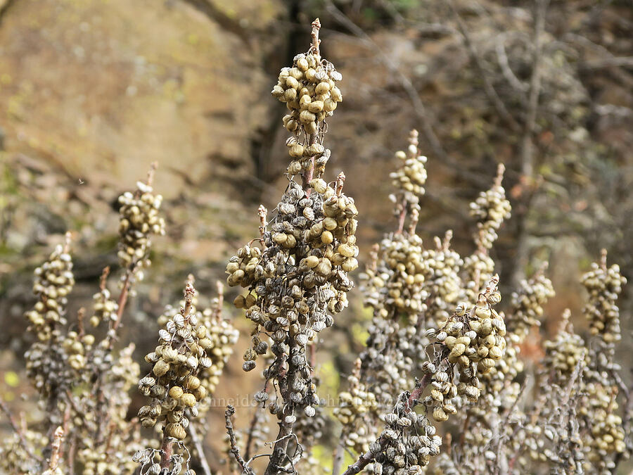 poison-oak berries (Toxicodendron diversilobum (Rhus diversiloba)) [Lyle Convict Road, Klickitat County, Washington]