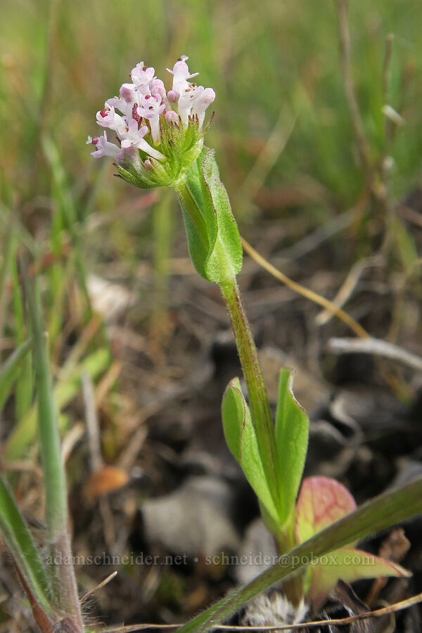 pinkish white plectritis (Plectritis macrocera) [Lyle Convict Road, Klickitat County, Washington]