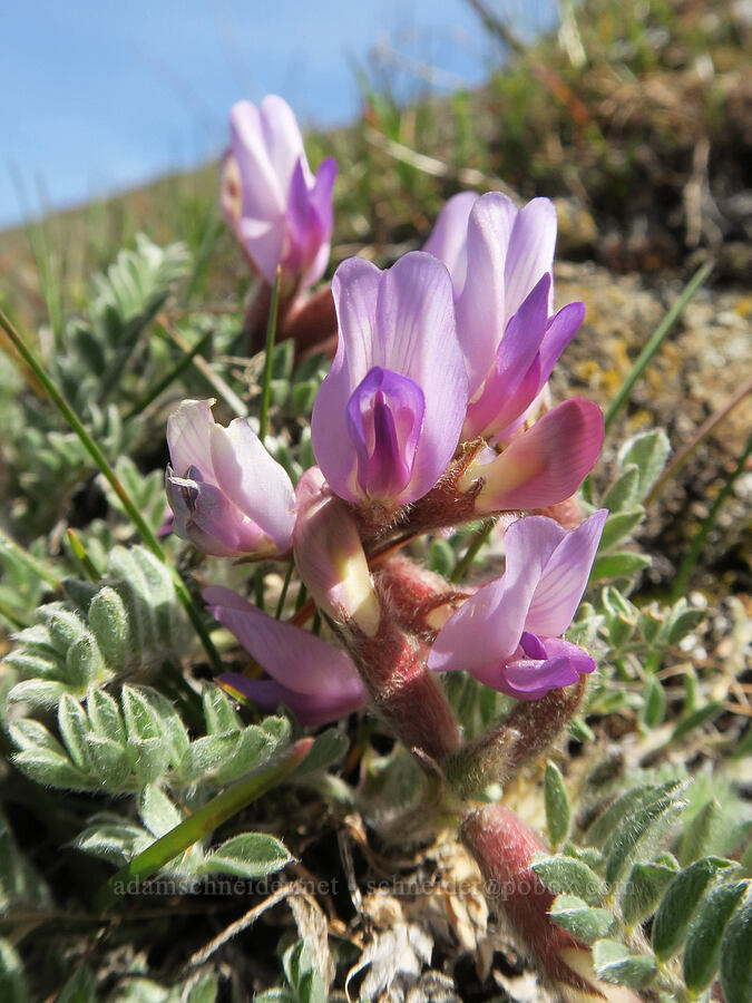 woolly-pod milk-vetch (Astragalus purshii) [Lyle Loop Trail, Klickitat County, Washington]