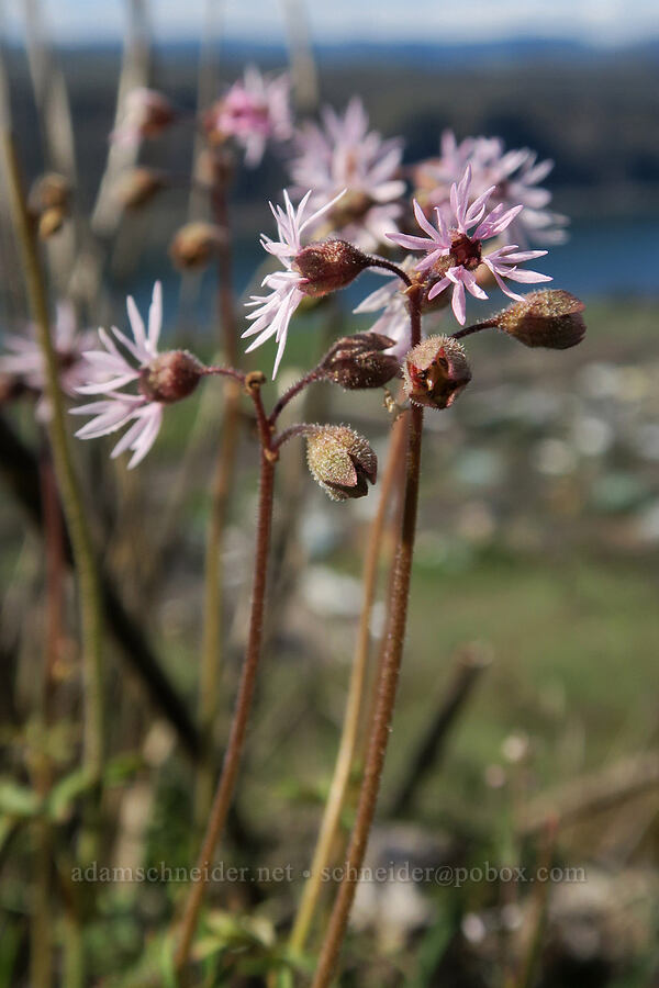 prairie stars (Lithophragma glabrum) [Lyle Loop Trail, Klickitat County, Washington]