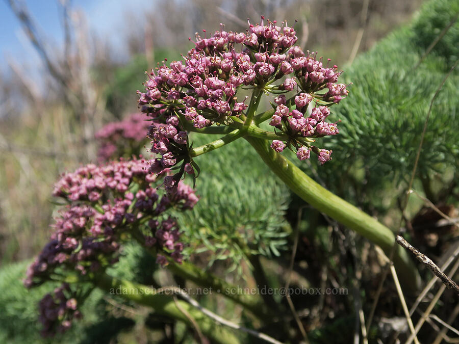 Columbia desert parsley (Lomatium columbianum) [Lyle Loop Trail, Klickitat County, Washington]