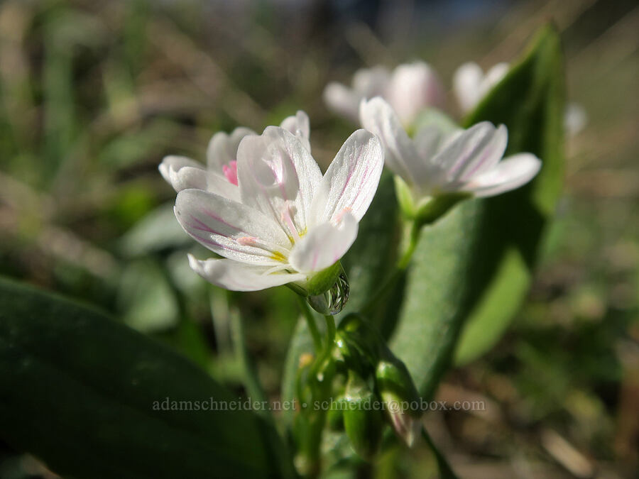 lance-leaf spring-beauty (Claytonia lanceolata) [Lyle Loop Trail, Klickitat County, Washington]