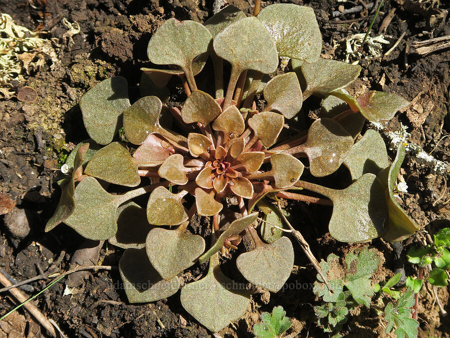 red-stem miner's lettuce (Claytonia rubra ssp. rubra (Montia rubra)) [Lyle Loop Trail, Klickitat County, Washington]