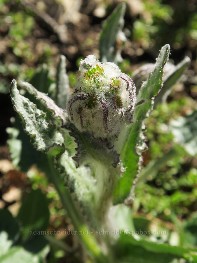 western groundsel, budding (Senecio integerrimus) [Lyle Loop Trail, Klickitat County, Washington]