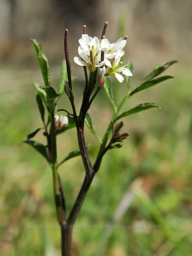 bitter-cress (Cardamine sp.) [Lyle Loop Trail, Klickitat County, Washington]