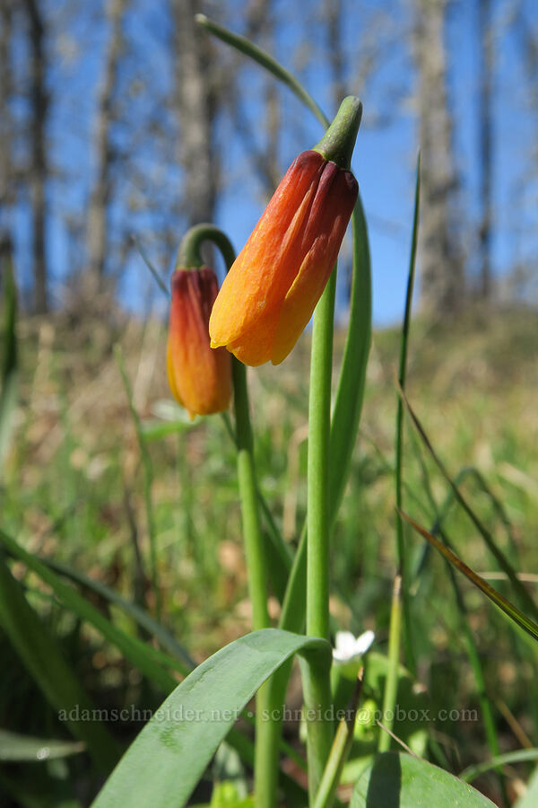 yellow bells, fading (Fritillaria pudica) [Lyle Cherry Orchard Trail, Klickitat County, Washington]
