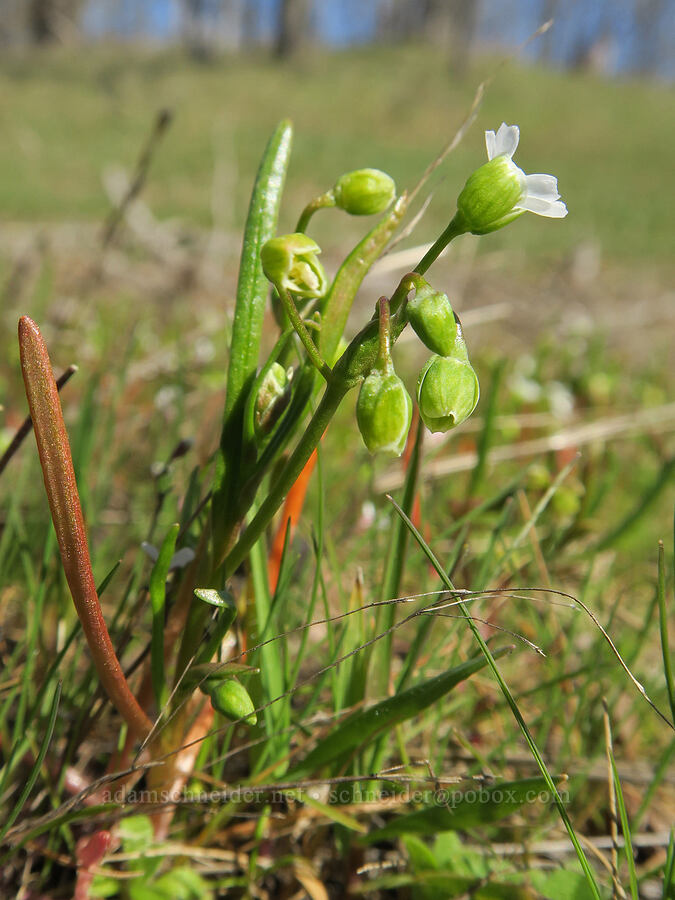line-leaf montia (Montia linearis (Claytonia linearis)) [Lyle Cherry Orchard Trail, Klickitat County, Washington]