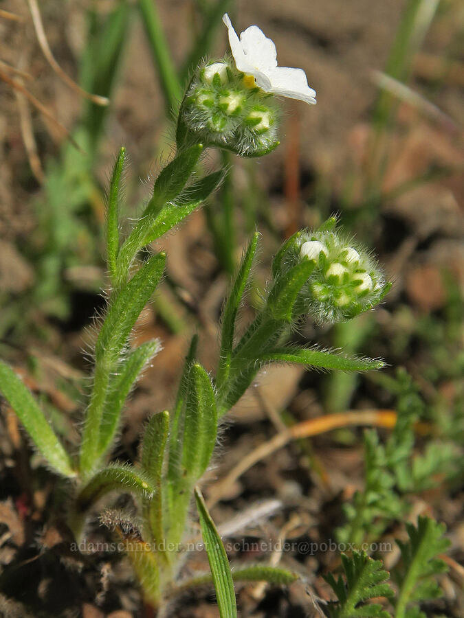 cryptantha (Cryptantha intermedia) [Lyle Cherry Orchard, Klickitat County, Washington]