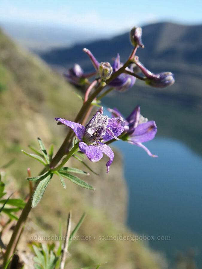 upland larskpur (Delphinium nuttallianum) [Lyle Cherry Orchard, Klickitat County, Washington]