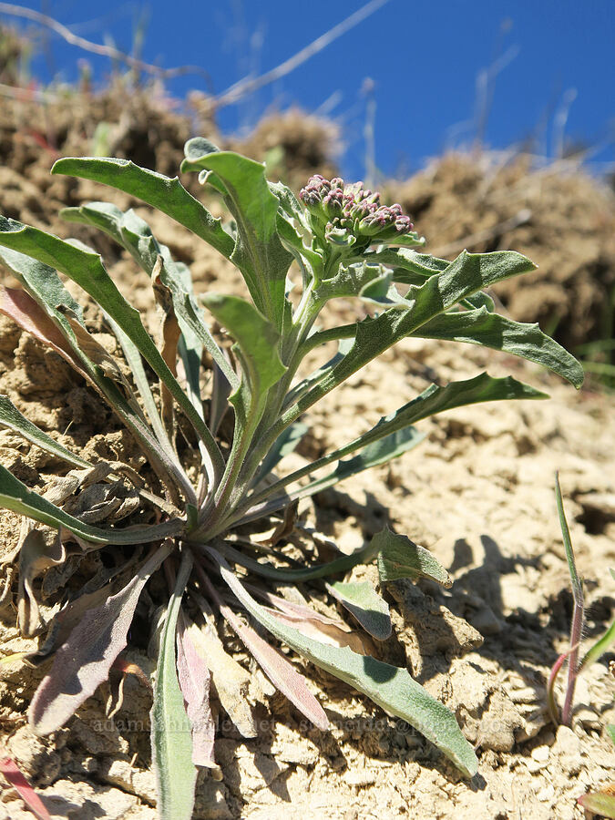 wallflower, budding (Erysimum capitatum) [Lyle Cherry Orchard, Klickitat County, Washington]