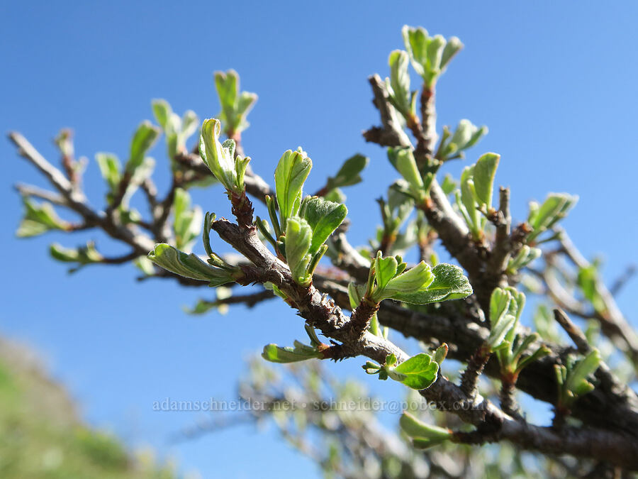 antelope bitterbrush leaves (Purshia tridentata) [Lyle Cherry Orchard, Klickitat County, Washington]