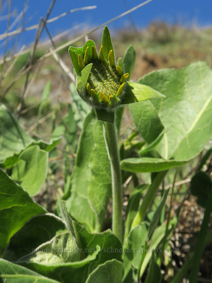 balsamroot, budding (Balsamorhiza sp.) [Lyle Cherry Orchard, Klickitat County, Washington]