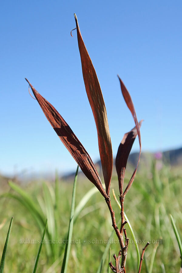 dogbane pods (Apocynum androsaemifolium) [Lyle Cherry Orchard Trail, Klickitat County, Washington]