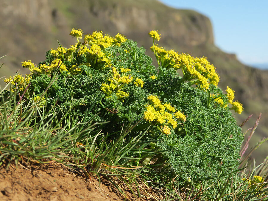 pungent desert parsley (Lomatium papilioniferum (Lomatium grayi)) [Lyle Cherry Orchard Trail, Klickitat County, Washington]