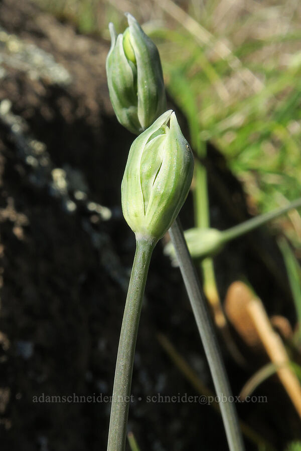 bi-colored cluster-lily, budding (Triteleia grandiflora var. howellii (Brodiaea bicolor)) [Lyle Cherry Orchard Trail, Klickitat County, Washington]