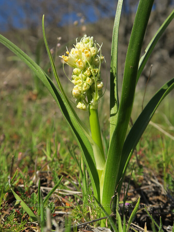 panicled death-camas (Toxicoscordion paniculatum (Zigadenus paniculatus)) [Lyle Cherry Orchard Trail, Klickitat County, Washington]