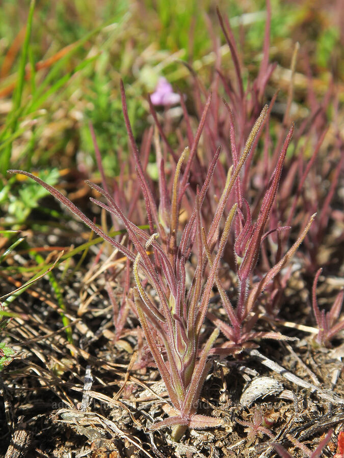 narrow-leaf owl's-clover leaves (Castilleja attenuata (Orthocarpus attenuatus)) [Lyle Cherry Orchard Trail, Klickitat County, Washington]