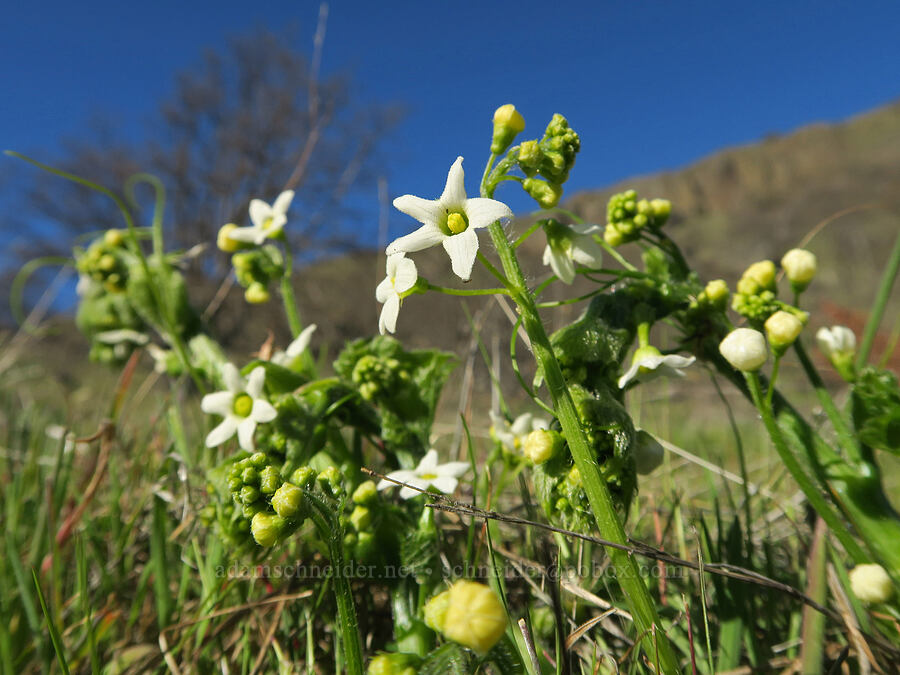 coastal manroot (Marah oregana (Marah oreganus)) [Lyle Cherry Orchard Trail, Klickitat County, Washington]