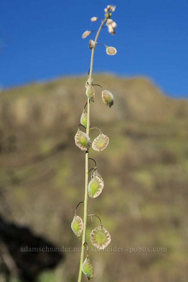 fringe-pod pods (Thysanocarpus curvipes) [Lyle Cherry Orchard Trail, Klickitat County, Washington]