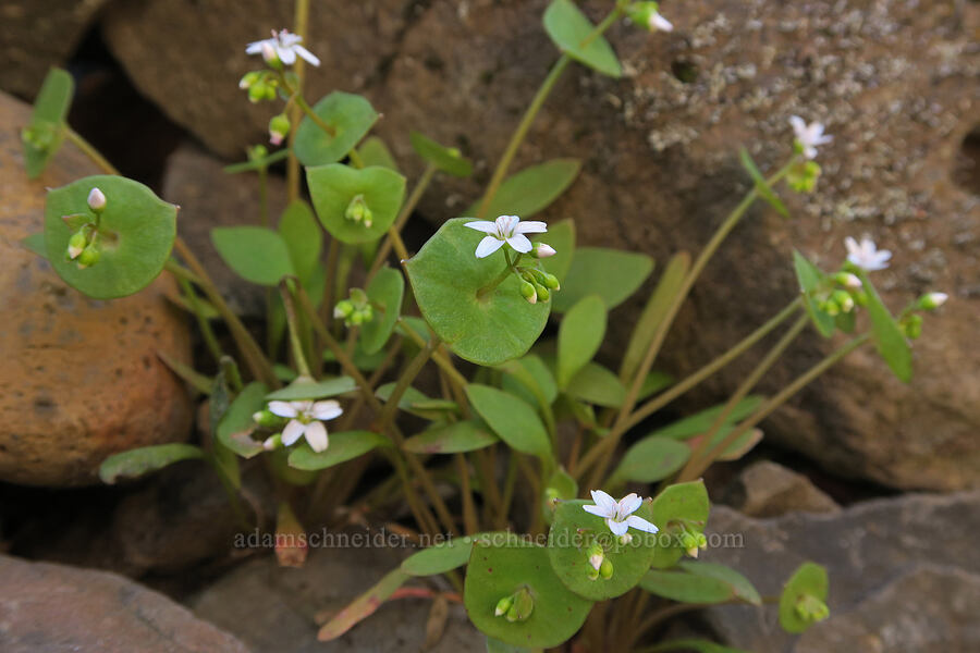 miner's lettuce (Claytonia perfoliata ssp. intermontana) [Lyle Cherry Orchard Trail, Klickitat County, Washington]