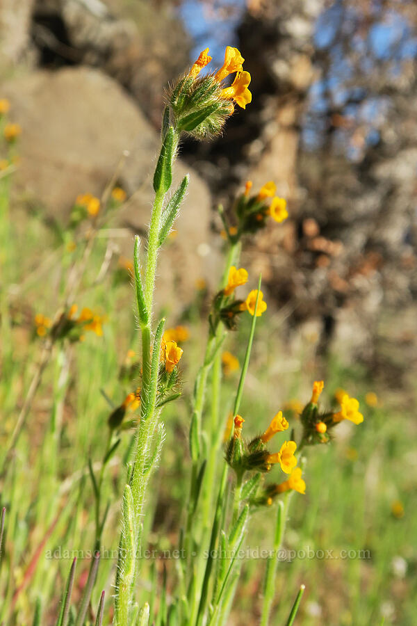 fiddleneck (Amsinckia menziesii) [Lyle Cherry Orchard Trail, Klickitat County, Washington]