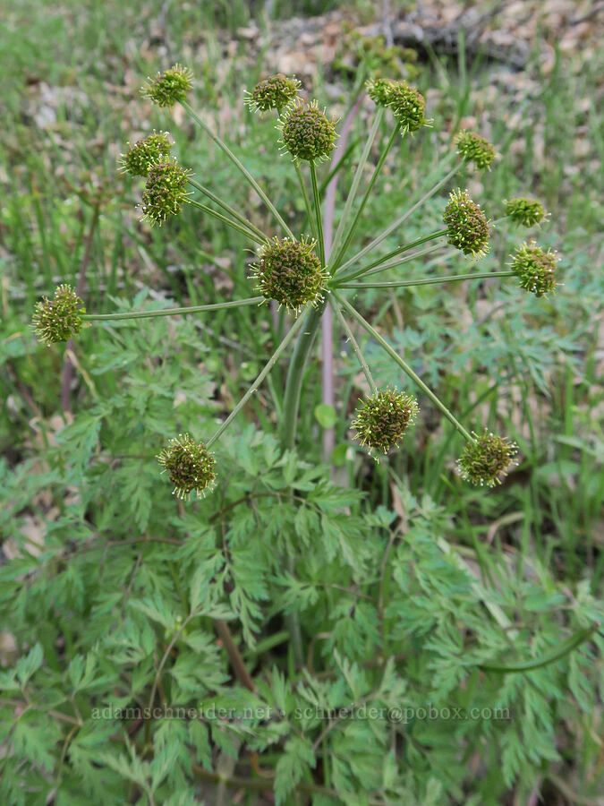 fern-leaf desert parsley (Lomatium dissectum var. dissectum) [Lyle Cherry Orchard Trail, Klickitat County, Washington]