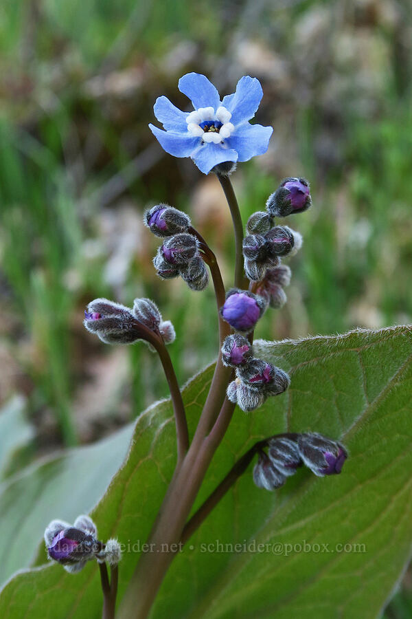 great hound's-tongue (Adelinia grandis (Cynoglossum grande)) [Lyle Cherry Orchard Trail, Klickitat County, Washington]