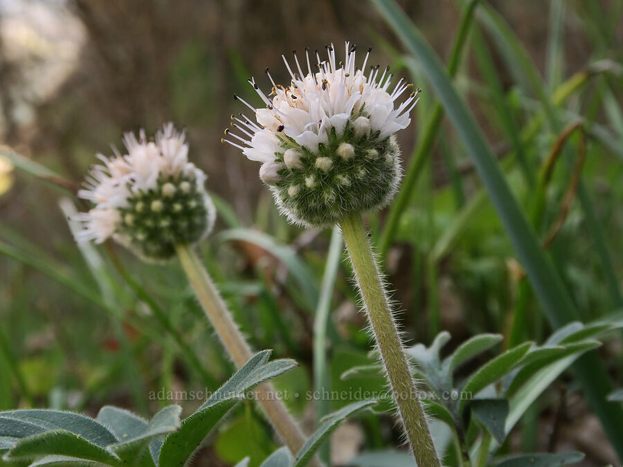 ball-head waterleaf (Hydrophyllum capitatum var. thompsonii) [Lyle Cherry Orchard Trail, Klickitat County, Washington]