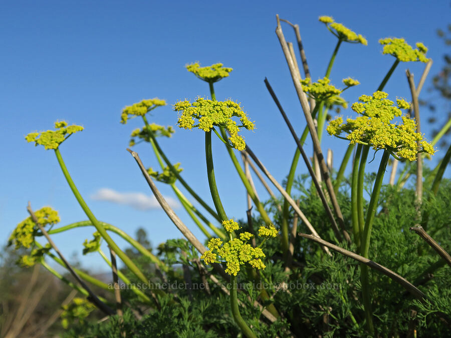 Klickitat desert parsley (Lomatium klickitatense (Lomatium grayi)) [Catherine Creek, Gifford Pinchot National Forest, Klickitat County, Washington]