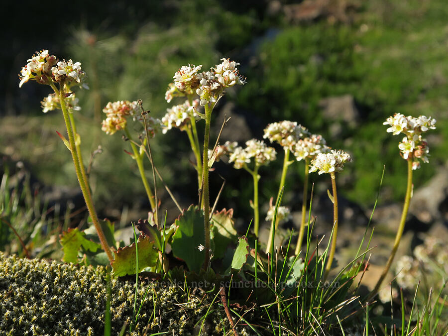 northwestern saxifrage (Micranthes occidentalis (Saxifraga occidentalis)) [Catherine Creek, Gifford Pinchot National Forest, Klickitat County, Washington]