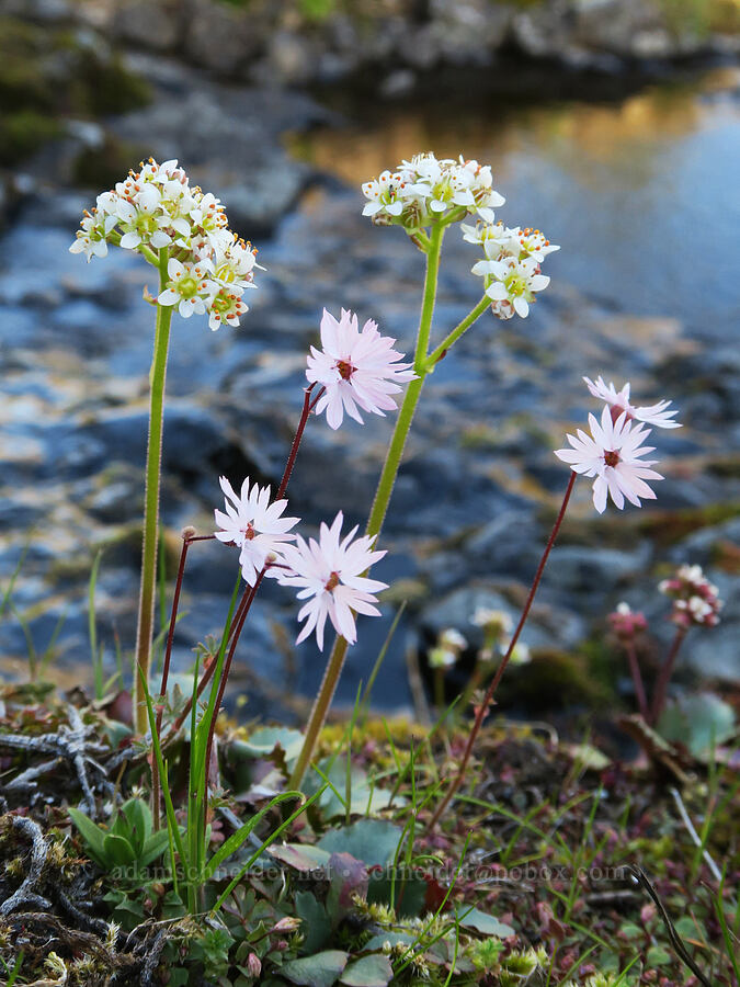 prairie stars & saxifrage (Lithophragma glabrum, Micranthes occidentalis (Saxifraga occidentalis)) [Catherine Creek, Gifford Pinchot National Forest, Klickitat County, Washington]