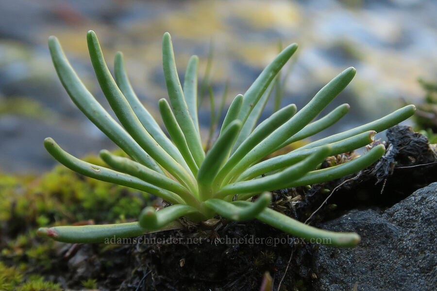 bitterroot leaves (Lewisia rediviva) [Catherine Creek, Gifford Pinchot National Forest, Klickitat County, Washington]