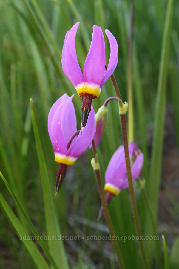 poet's shooting-star (Dodecatheon poeticum (Primula poetica)) [Catherine Creek, Gifford Pinchot National Forest, Klickitat County, Washington]