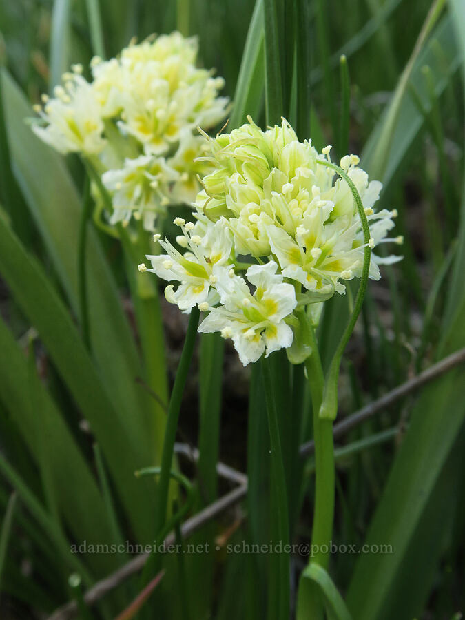 death-camas (Toxicoscordion venenosum (Zigadenus venenosus)) [Catherine Creek, Gifford Pinchot National Forest, Klickitat County, Washington]