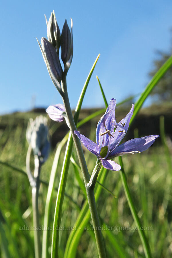 camas (Camassia quamash) [Catherine Creek, Gifford Pinchot National Forest, Klickitat County, Washington]