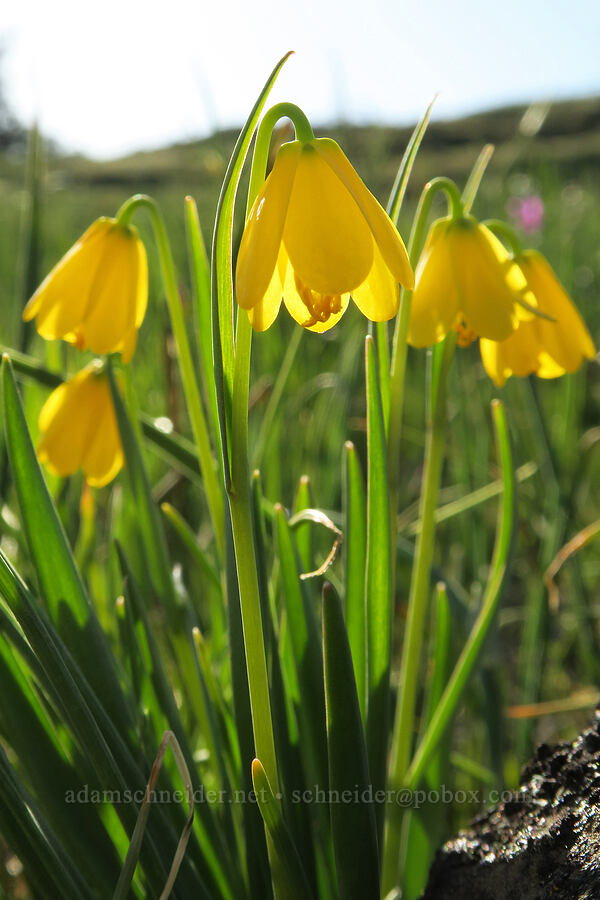yellow bells (Fritillaria pudica) [Catherine Creek, Gifford Pinchot National Forest, Klickitat County, Washington]