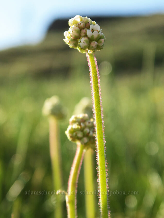 whole-leaf saxifrage (Micranthes integrifolia (Saxifraga integrifolia)) [Catherine Creek, Gifford Pinchot National Forest, Klickitat County, Washington]