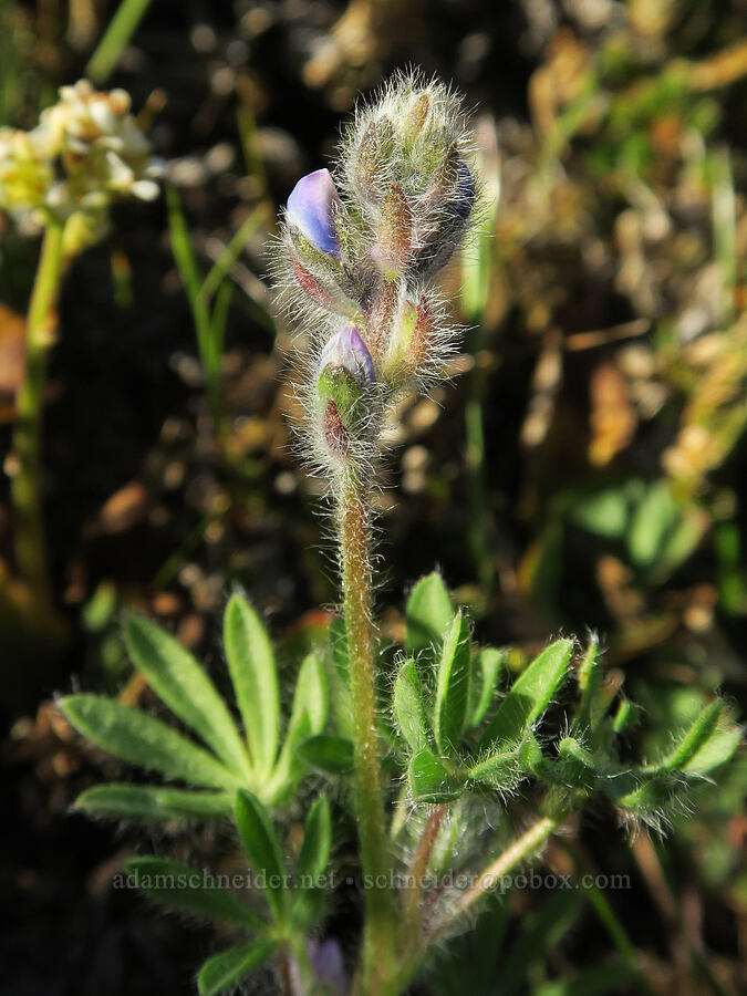 miniature lupine (Lupinus micranthus (Lupinus polycarpus)) [Catherine Creek, Gifford Pinchot National Forest, Klickitat County, Washington]