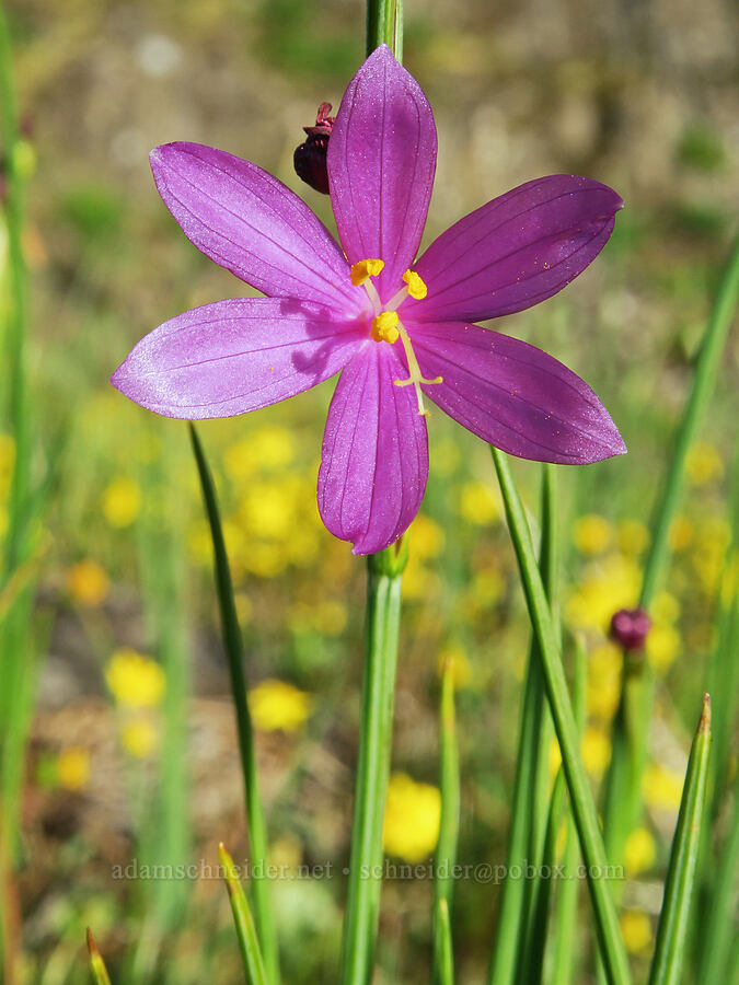 grass-widow & gold stars (Olsynium douglasii, Crocidium multicaule) [Catherine Creek, Gifford Pinchot National Forest, Klickitat County, Washington]