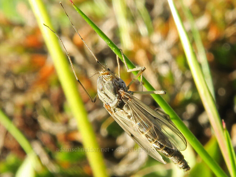 huge midge [Catherine Creek, Gifford Pinchot National Forest, Klickitat County, Washington]