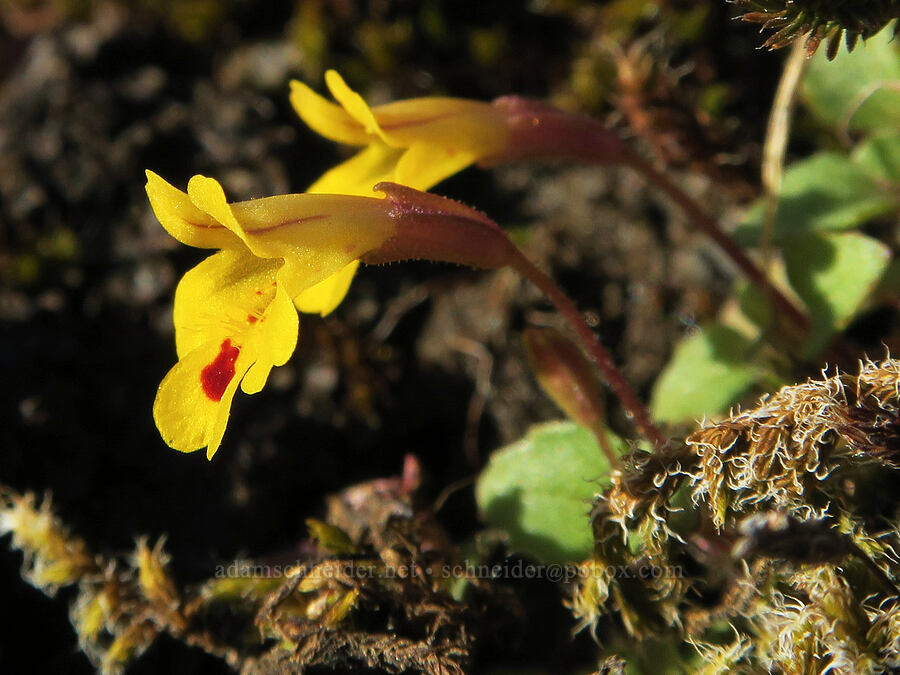 chickweed monkeyflower (Erythranthe alsinoides (Mimulus alsinoides)) [Catherine Creek, Gifford Pinchot National Forest, Klickitat County, Washington]