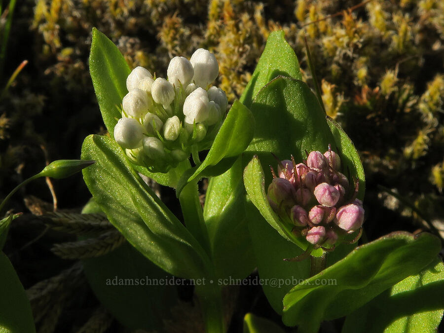 white and pink rosy plectritis, budding (Plectritis congesta) [Catherine Creek, Gifford Pinchot National Forest, Klickitat County, Washington]