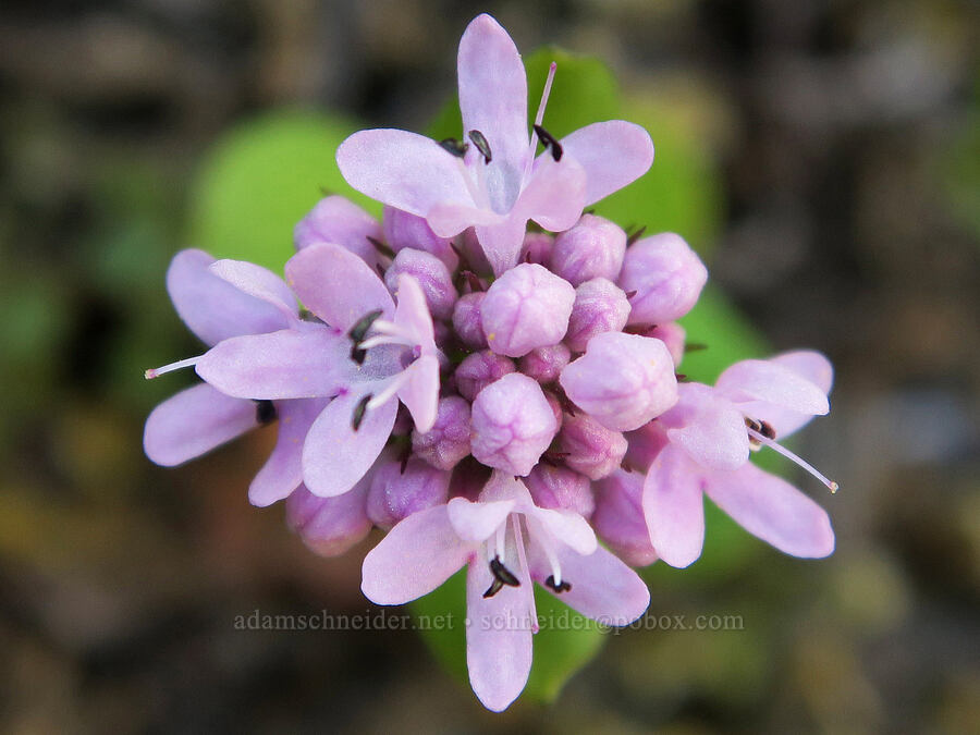 rosy plectritis [Catherine Creek, Gifford Pinchot National Forest, Klickitat County, Washington]