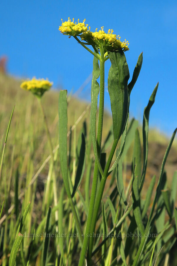 nine-leaf desert parsley (Lomatium triternatum) [above Hewett Lake, Gifford Pinchot National Forest, Klickitat County, Washington]